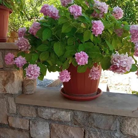 Viola Daire *